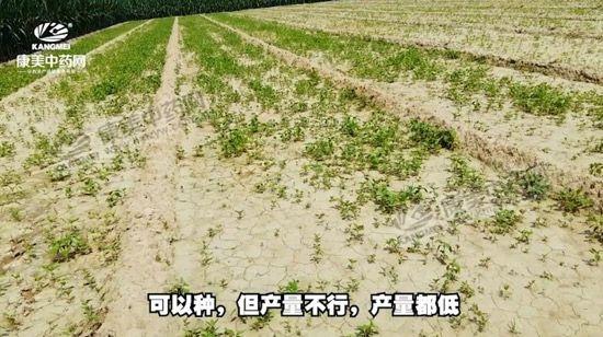 安國北跑藥廠最新招聘啟事，安國北跑藥廠最新招聘啟事，職位空缺及申請指南