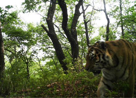 汪清虎豹公園最新消息，汪清虎豹公園最新動態(tài)概覽