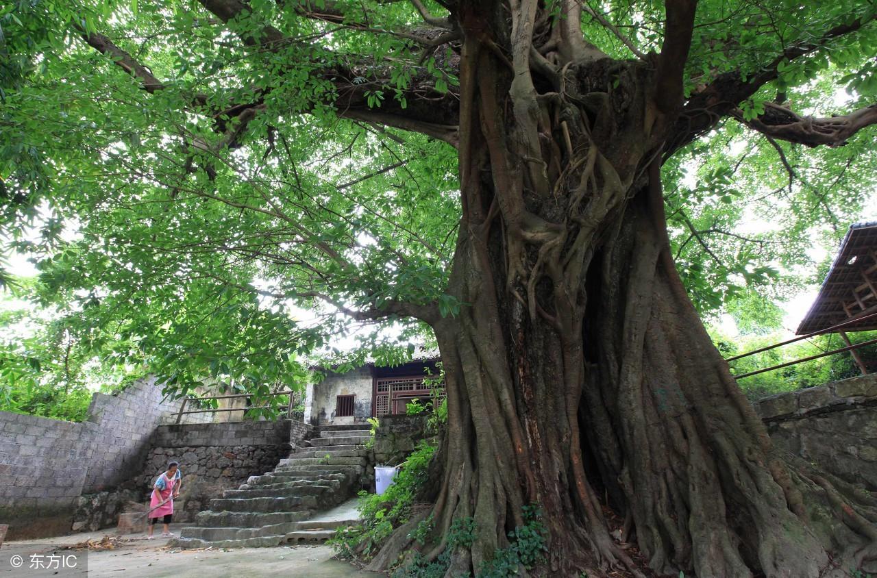 夏津四季城最新價格動態(tài)分析，夏津四季城最新價格動態(tài)解析報告