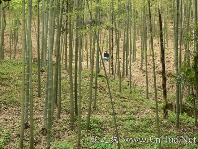 毛竹最新報價，深度解析市場趨勢與價格動態(tài)（深度好文），毛竹最新報價及市場趨勢深度解析