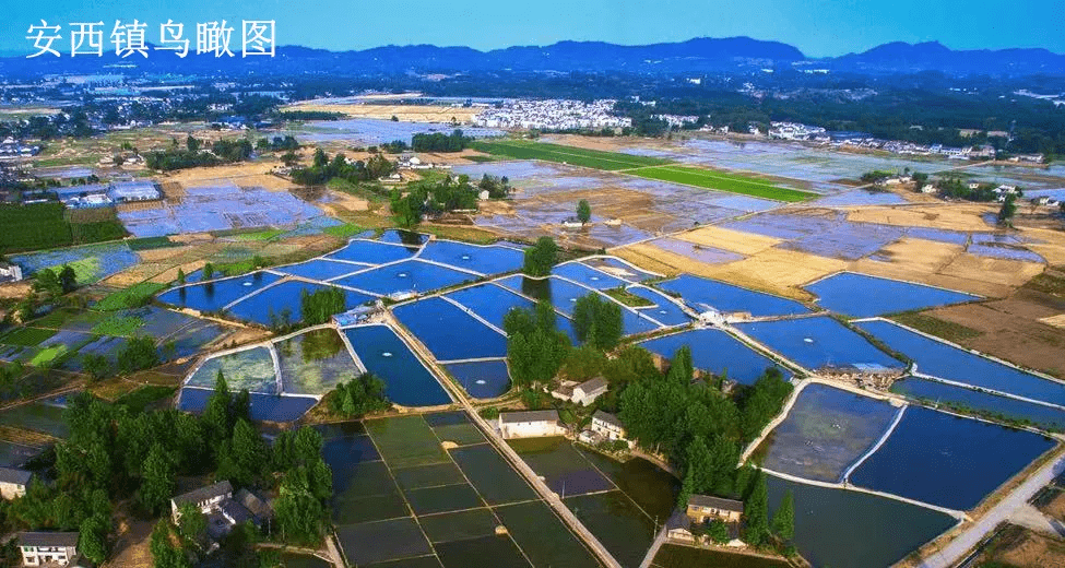 莊河供求園最新一期，繁榮市場的脈搏與活力四溢的機(jī)遇，莊河供求園最新一期，市場繁榮脈搏與活力四溢商機(jī)展