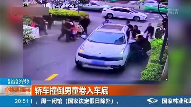 四川一小熊貓疑被車輛撞倒，悲劇背后的反思與呼喚保護意識的覺醒，四川小熊貓被撞悲劇引發(fā)反思，呼喚保護意識的覺醒