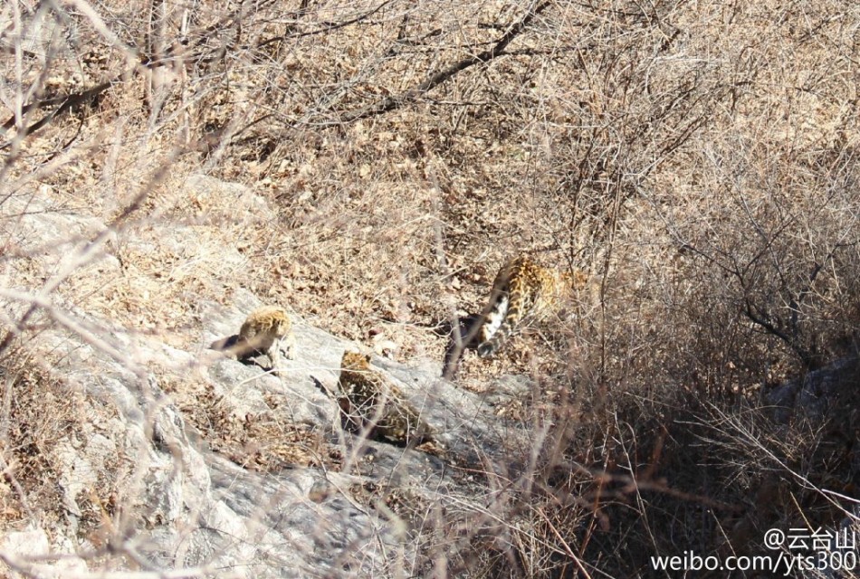 四不像正版與正版四不像，探究正版內(nèi)容的多元形態(tài)與版權(quán)保護(hù)的重要性，正版內(nèi)容的多元形態(tài)與版權(quán)保護(hù)的重要性探究，四不像正版與正版四不像的探討