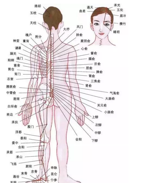 最新人體研究，探索人體奧秘的無限可能，最新人體研究揭示，探索人體奧秘的無窮潛力