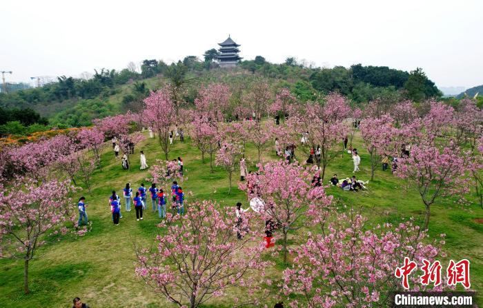 最新春景圖片，綻放的生命與無限的希望，春景綻放，生命新綠與無限希望之美圖