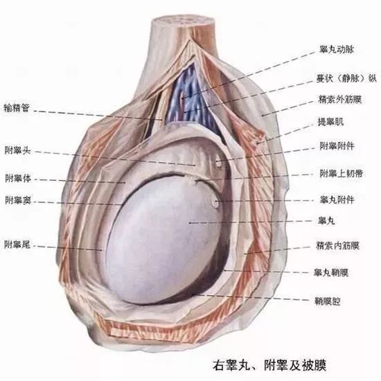 一側(cè)睪丸痛的原因及應(yīng)對方法，一側(cè)睪丸痛的原因與應(yīng)對方法解析