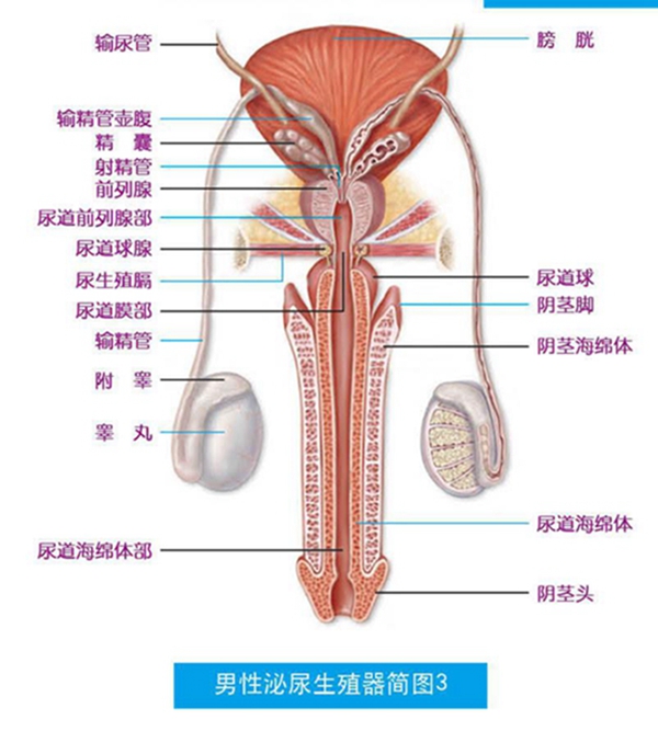 男性泌尿系統(tǒng)，功能與健康的守護，男性泌尿系統(tǒng)功能與健康守護之道