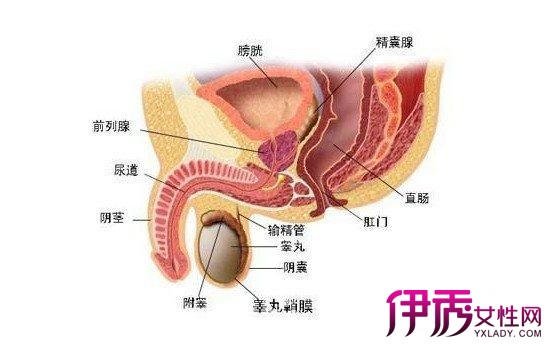 男性尿道口發(fā)黑的原因及其影響，男性尿道口發(fā)黑的原因與影響分析