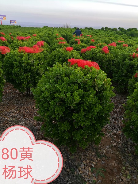 葡萄京王中王一肖，一種獨特的文化與產(chǎn)業(yè)的交融，葡萄京王中王一肖，文化與產(chǎn)業(yè)的獨特交融