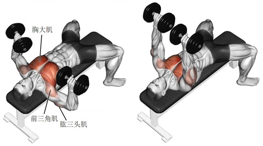 新手練胸肌最佳動(dòng)作，入門指南與技巧解析，新手練胸肌必備動(dòng)作指南，入門指南與技巧解析