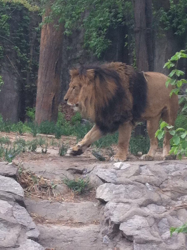 北京動(dòng)物園攻略一日游，探索動(dòng)物王國的精彩之旅，北京動(dòng)物園一日游攻略，探索動(dòng)物王國的精彩探險(xiǎn)之旅