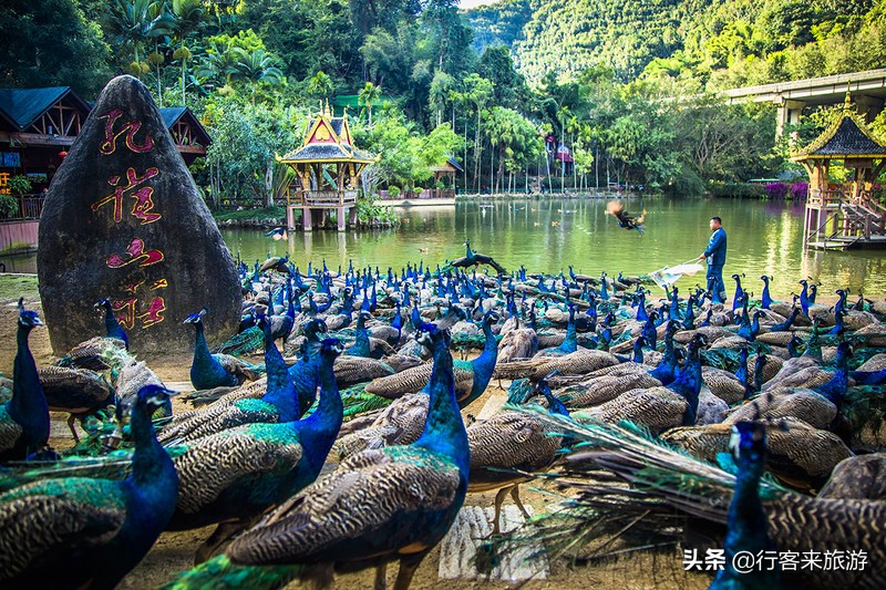 西雙版納旅游必去景點(diǎn)推薦——走進(jìn)神秘的熱帶雨林，西雙版納神秘?zé)釒в炅直赜尉包c(diǎn)推薦